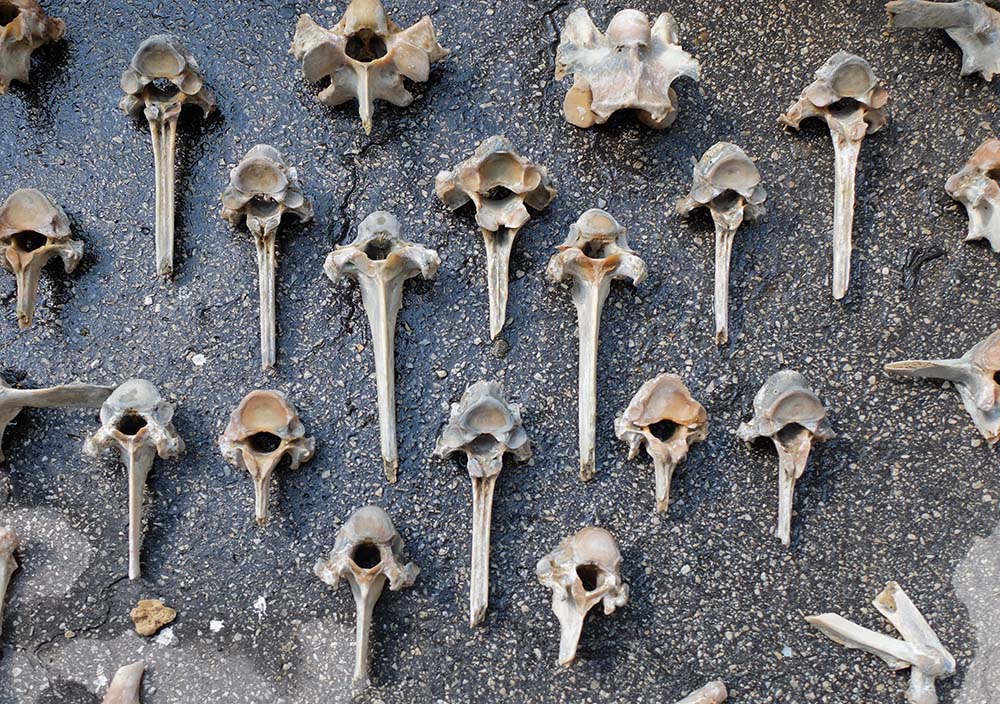 finding animal bones